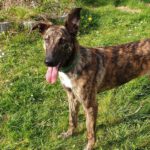 Mischling Belinda, 04/2024, ca. 65 cm,86947 Weil