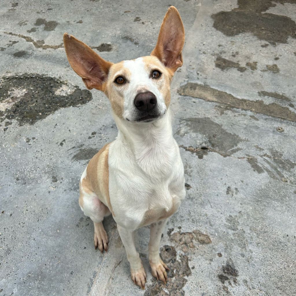Podenco Bimba, 12/2020, ca. 45 cm