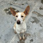 Podenco Bimba, 12/2020, ca. 45 cm