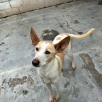 Podenco Bimba, 12/2020, ca. 45 cm