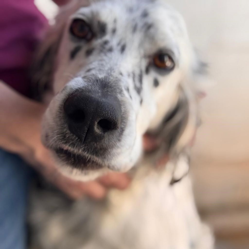 English Setter Blanco, 02/2022, ca. 55 cm