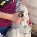 English Setter Blanco, 02/2022, ca. 55 cm