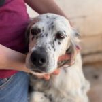 English Setter Blanco, 02/2022, ca. 55 cm
