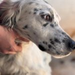 English Setter Blanco, 02/2022, ca. 55 cm