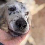 English Setter Blanco, 02/2022, ca. 55 cm