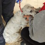 English Setter Blanco, 02/2022, ca. 55 cm