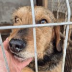 Mischling Boomer, 12/2018, ca. 50 cm