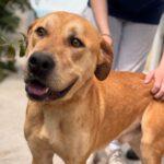 Labrador Mischling Bost, 01/2024, ca. 50- 55 cm