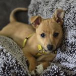 Mischling Boton, 12/2024, Endgröße ca. 25 cm, 24161 Altenholz