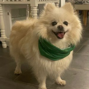 Pomeranian Brigitte, 04/2018, ca. 30 cm, 69257 Wiesenbach