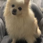 Pomeranian Brigitte, 04/2018, ca. 30 cm, 69257 Wiesenbach