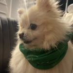 Pomeranian Brigitte, 04/2018, ca. 30 cm, 69257 Wiesenbach