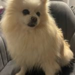 Pomeranian Brigitte, 04/2018, ca. 30 cm, 69257 Wiesenbach