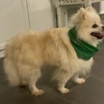 Pomeranian Brigitte, 04/2018, ca. 30 cm, 69257 Wiesenbach