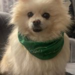 Pomeranian Brigitte, 04/2018, ca. 30 cm, 69257 Wiesenbach