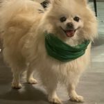Pomeranian Brigitte, 04/2018, ca. 30 cm, 69257 Wiesenbach
