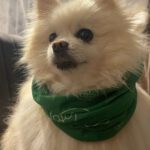 Pomeranian Brigitte, 04/2018, ca. 30 cm, 69257 Wiesenbach