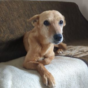 Podenco Calabaza, 03/2022, ca. 40 cm,90451 Nürnberg