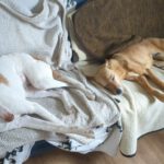 Podenco Calabaza, 03/2022, ca. 40 cm,90451 Nürnberg