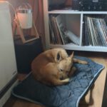 Podenco Calabaza, 03/2022, ca. 40 cm,90451 Nürnberg