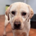 Labrador Carrie, 04/2020, ca. 50 cm