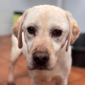 Labrador Carrie, 04/2020, ca. 50 cm