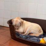 Labrador Carrie, 04/2020, ca. 50 cm