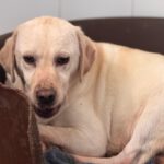 Labrador Carrie, 04/2020, ca. 50 cm