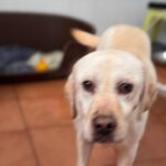 Labrador Carrie, 04/2020, ca. 50 cm