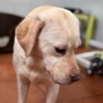 Labrador Carrie, 04/2020, ca. 50 cm