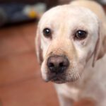 Labrador Carrie, 04/2020, ca. 50 cm