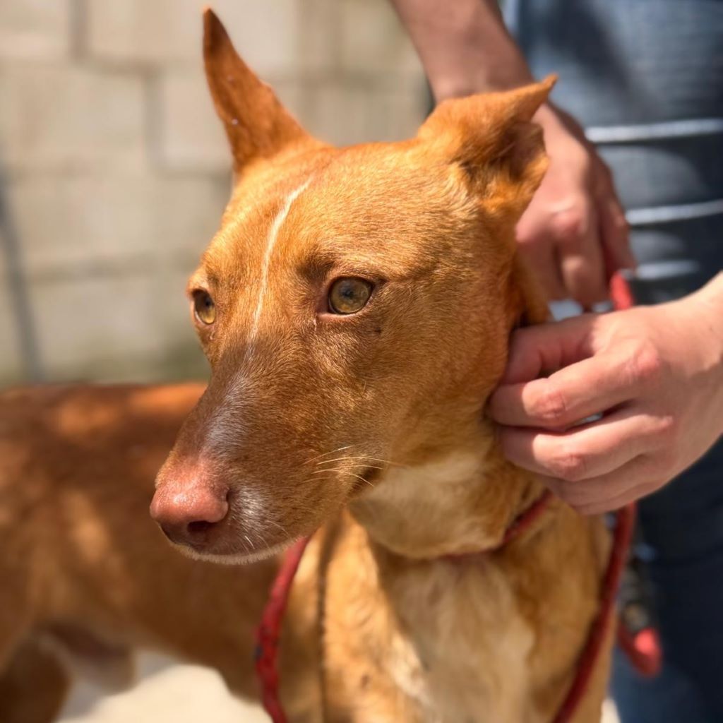Podenco Casimiro, 04/2023, ca. 45 cm