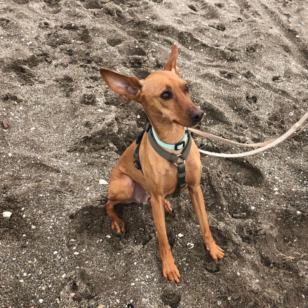 Podenco Chicho el guapo, 01/2019, ca. 40 cm