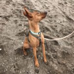 Podenco Chicho el guapo, 01/2019, ca. 40 cm