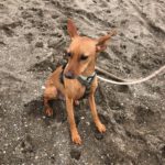 Podenco Chicho el guapo, 01/2019, ca. 40 cm
