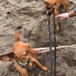 Podenco Chicho el guapo, 01/2019, ca. 40 cm