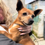 Chihuahua Mischling Albertina