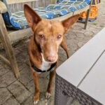 Podenco Chispi, 02/2017, ca. 45 cm, 88422 Kanzach