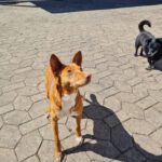 Podenco Chispi, 02/2017, ca. 45 cm, 88422 Kanzach