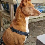 Podenco Chispi, 02/2017, ca. 45 cm, 88422 Kanzach