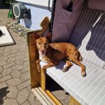 Podenco Chispi, 02/2017, ca. 45 cm, 88422 Kanzach