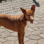 Podenco Chispi, 02/2017, ca. 45 cm, 88422 Kanzach
