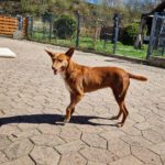 Podenco Chispi, 02/2017, ca. 45 cm, 88422 Kanzach