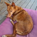 Podenco Chispi, 02/2017, ca. 45 cm, 88422 Kanzach