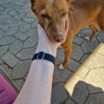 Podenco Chispi, 02/2017, ca. 45 cm, 88422 Kanzach
