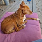 Podenco Chispi, 02/2017, ca. 45 cm, 88422 Kanzach