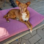 Podenco Chispi, 02/2017, ca. 45 cm, 88422 Kanzach