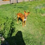 Podenco Chispi, 02/2017, ca. 45 cm, 88422 Kanzach
