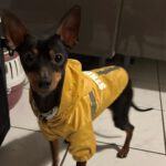 Pinscher Coco, 09/2017, ca. 28 cm, 75657 Recklinghausen