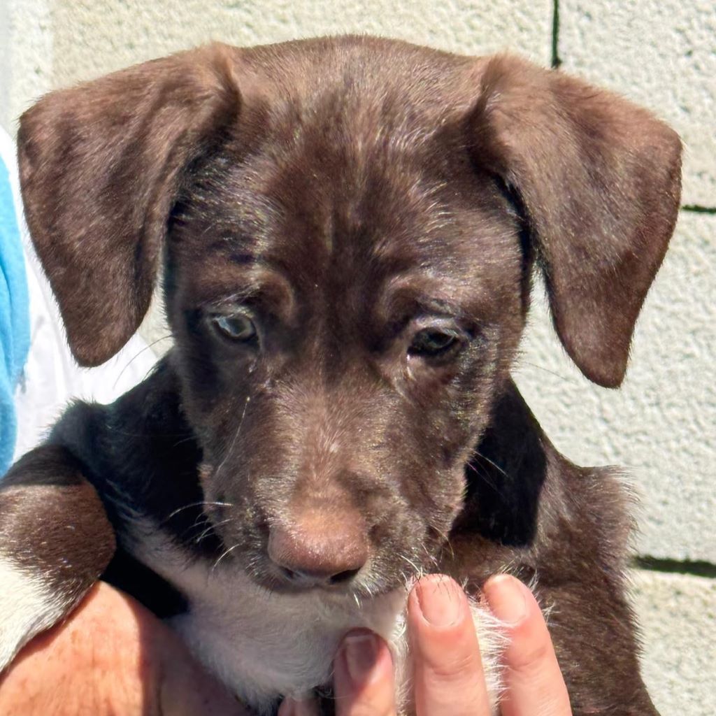 Wasserhund Mischling Coffee,12/2024, Endgröße ca. 50- 55 cm
